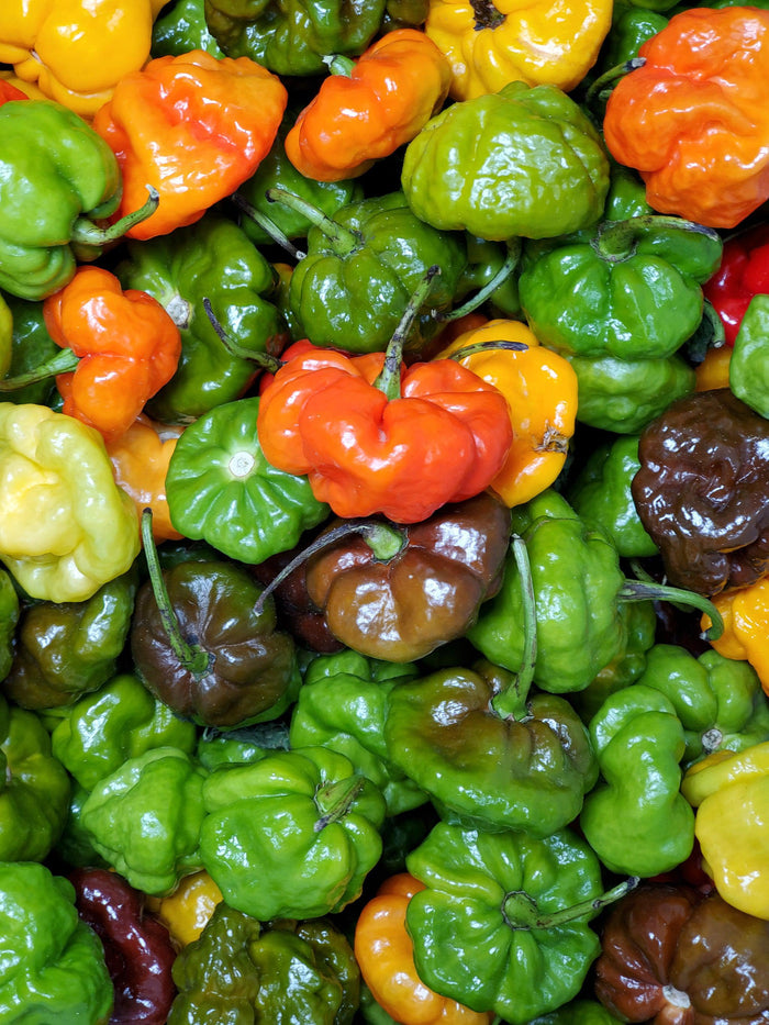 Fresh - Pepper Scotch Bonnet Red Mix/Yellow